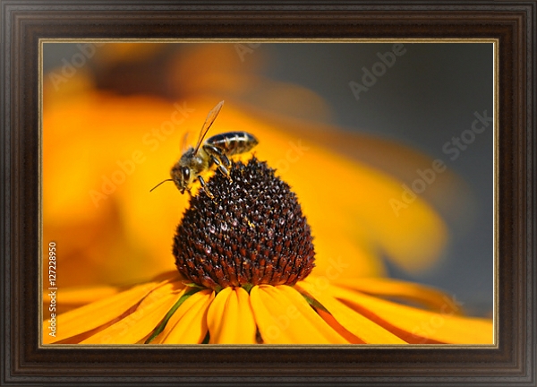 Постер Золотисто-желтый цветок рудбекии с трудолюбивой пчелой с типом исполнения На холсте в раме в багетной раме 1.023.151