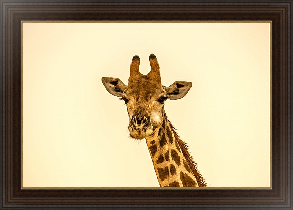 Постер Жующий жираф с типом исполнения На холсте в раме в багетной раме 1.023.151