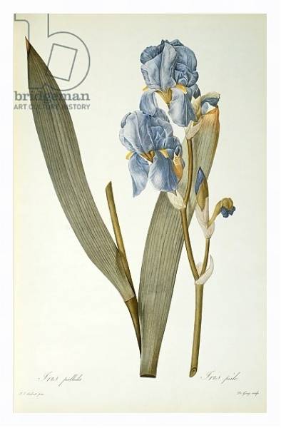 Постер Iris Pallida, from `Les Liliacees', 1812 с типом исполнения На холсте в раме в багетной раме 221-03