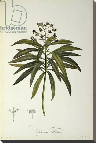 Постер Euphorbia Mellifera, from `Le Jardin de la Malmaison', 1802 с типом исполнения На холсте без рамы