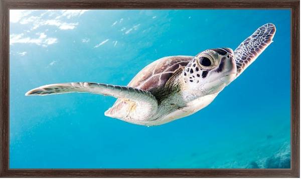 Постер Морская черепаха под водой с типом исполнения На холсте в раме в багетной раме 221-02