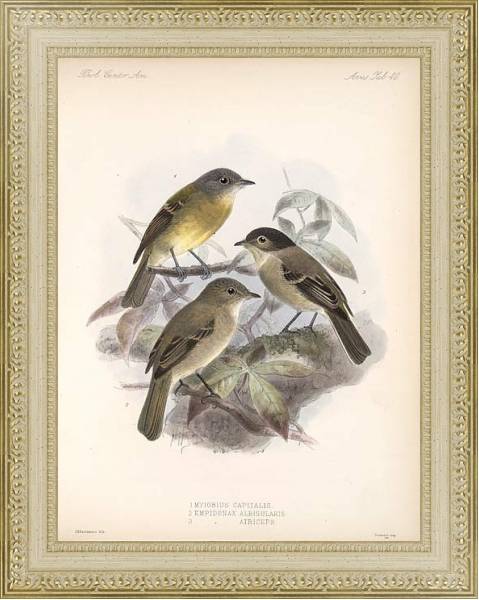 Постер Птицы J. G. Keulemans №42 с типом исполнения Акварель в раме в багетной раме 484.M48.725