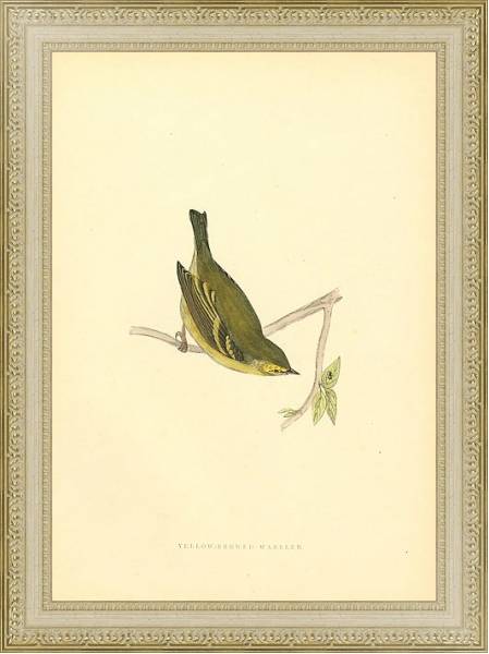 Постер Yellow-Browed Warbler с типом исполнения Акварель в раме в багетной раме 484.M48.725