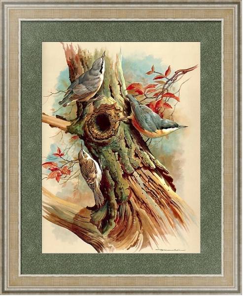 Постер Nuthatch And Tree Creeper с типом исполнения Акварель в раме в багетной раме 485.M40.584