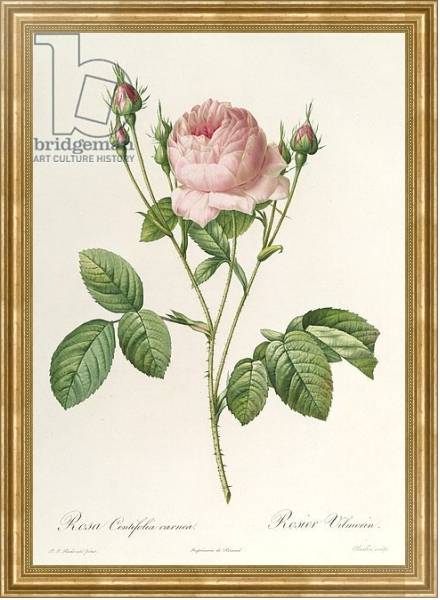 Постер Rosa Centifolia Carnea, from'Les Roses', 19th century с типом исполнения На холсте в раме в багетной раме NA033.1.051
