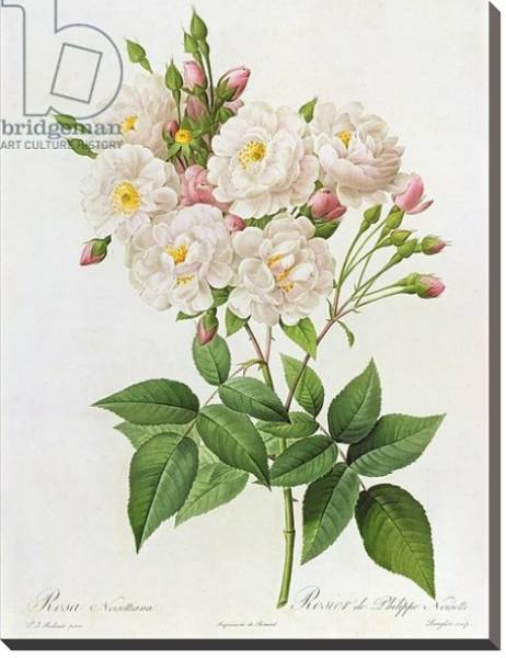 Постер Rosa Noisettiana, from'Les Roses', 19th century 9coloured engraving) с типом исполнения На холсте без рамы