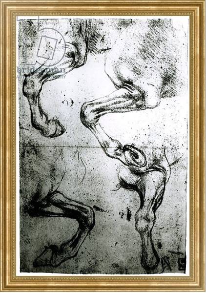 Постер Studies of Horses legs с типом исполнения На холсте в раме в багетной раме NA033.1.051