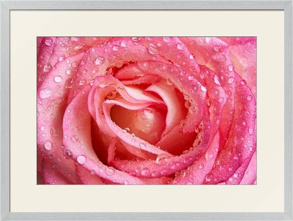Постер Розовая роза с каплями №2 с типом исполнения Под стеклом в багетной раме 1727.2310