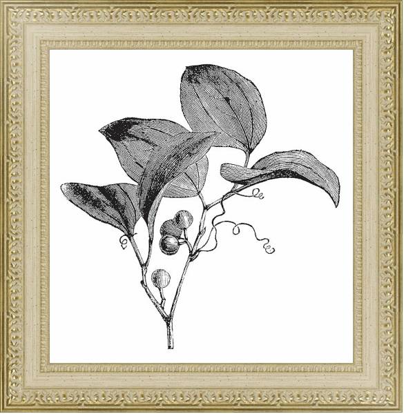 Постер Common Greenbriar or Smilax rotundifolia vintage engraving с типом исполнения Акварель в раме в багетной раме 484.M48.725