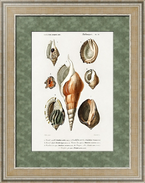 Постер Разные виды моллюсков с типом исполнения Акварель в раме в багетной раме 485.M40.584