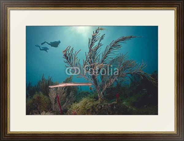 Постер Два дайвера под водой у Карибского Кораллового рифа с типом исполнения Под стеклом в багетной раме 1.023.036