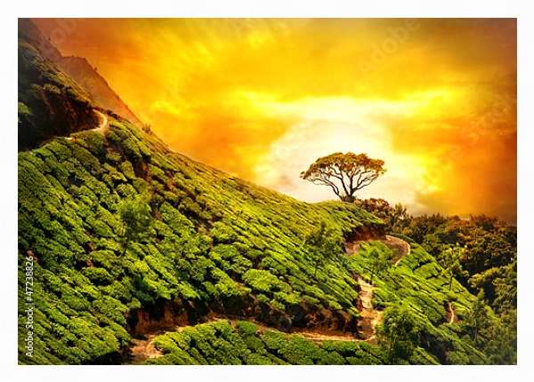 Постер Индия, Муннар, чайная плантация с типом исполнения На холсте в раме в багетной раме 221-03