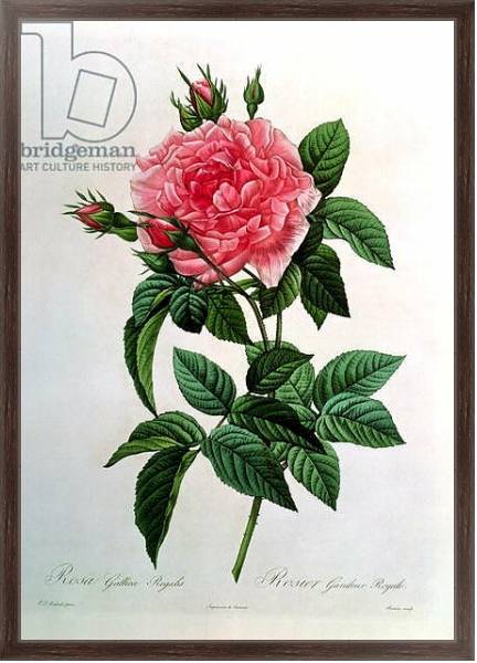 Постер Rosa Gallica Regallis, from 'Les Roses', 19th century с типом исполнения На холсте в раме в багетной раме 221-02