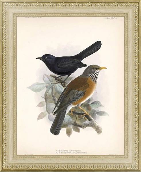 Постер Птицы J. G. Keulemans №4 с типом исполнения Акварель в раме в багетной раме 484.M48.725
