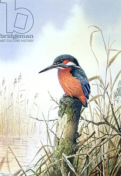 Постер Kingfisher 2 с типом исполнения На холсте без рамы