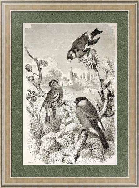 Постер Goldfinch, Siskin and Bullfinch old illustration. Created by Kretschmer and Jahrmargt, published on  с типом исполнения Акварель в раме в багетной раме 485.M40.584