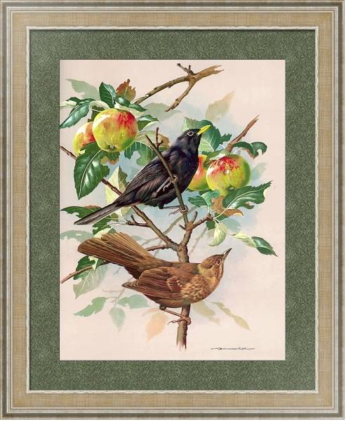 Постер Blackbird Male And Female с типом исполнения Акварель в раме в багетной раме 485.M40.584