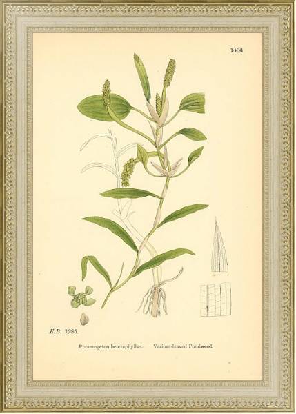 Постер English Botany №226 с типом исполнения Акварель в раме в багетной раме 484.M48.725