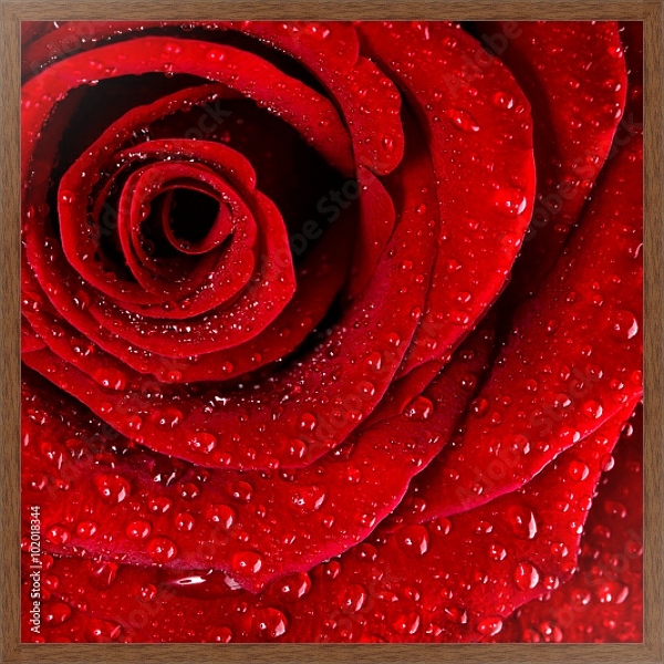 Постер Ярко-красная роза с каплями воды №3 с типом исполнения На холсте в раме в багетной раме 1727.4310