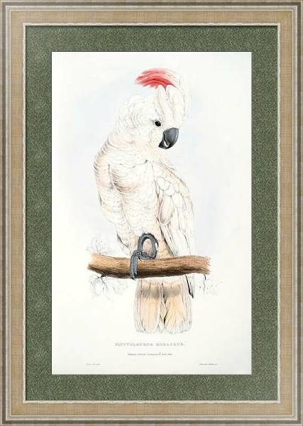 Постер Parrots by E.Lear  #39 с типом исполнения Акварель в раме в багетной раме 485.M40.584