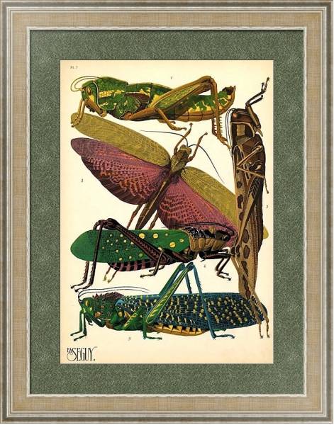 Постер Insects by E. A. Seguy №18 с типом исполнения Акварель в раме в багетной раме 485.M40.584