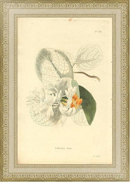 Постер Lonicera Flava с типом исполнения Акварель в раме в багетной раме 484.M48.725