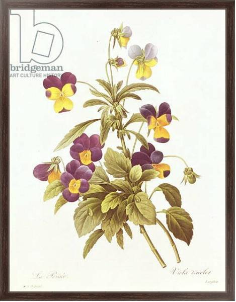 Постер Viola Tricolour с типом исполнения На холсте в раме в багетной раме 221-02