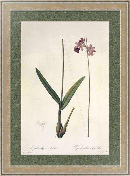 Постер Epidendrum bifidum Aubl с типом исполнения Акварель в раме в багетной раме 485.M40.584