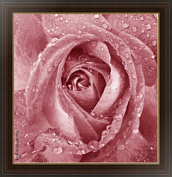 Постер Розовая роза с каплями с типом исполнения На холсте в раме в багетной раме 1.023.151