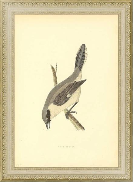 Постер Grey Shrike с типом исполнения Акварель в раме в багетной раме 484.M48.725