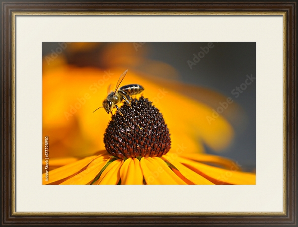 Постер Золотисто-желтый цветок рудбекии с трудолюбивой пчелой с типом исполнения Под стеклом в багетной раме 1.023.036