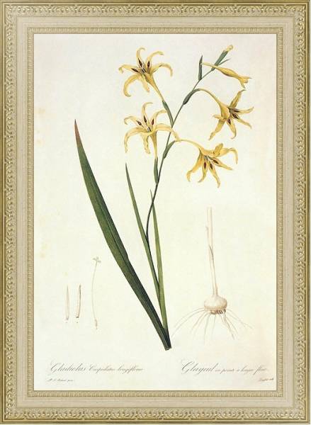 Постер Gladiolus undulatus L с типом исполнения Акварель в раме в багетной раме 484.M48.725