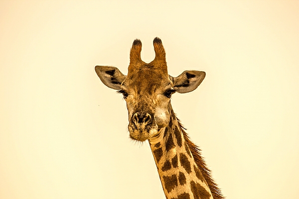 Постер Жующий жираф с типом исполнения На холсте без рамы
