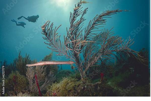 Постер Два дайвера под водой у Карибского Кораллового рифа с типом исполнения На холсте без рамы