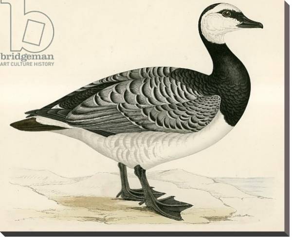 Постер Bernicle Goose с типом исполнения На холсте без рамы