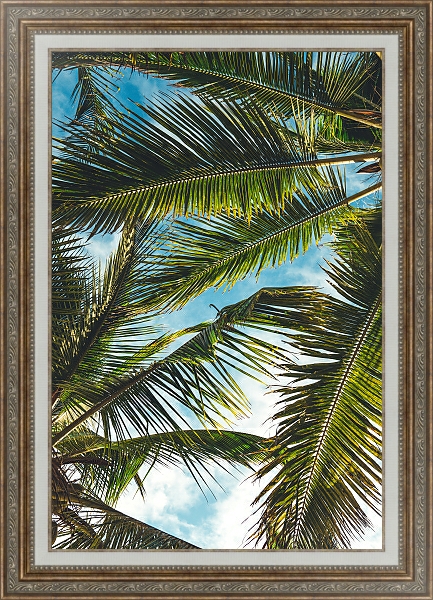 Постер Небо сквозь пальмовые листья с типом исполнения На холсте в раме в багетной раме 595.M52.330