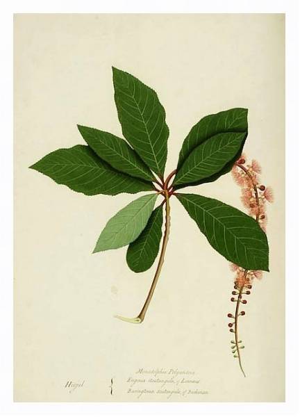 Постер Barringtonia acutangula с типом исполнения На холсте в раме в багетной раме 221-03