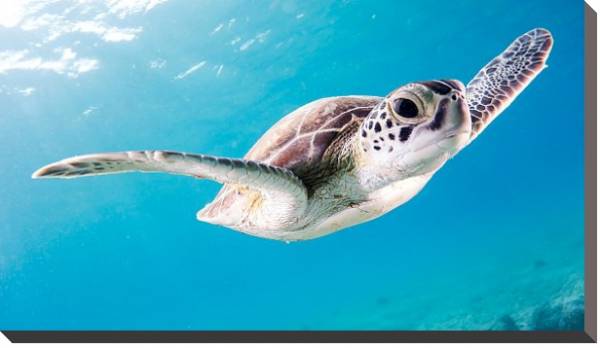 Постер Морская черепаха под водой с типом исполнения На холсте без рамы