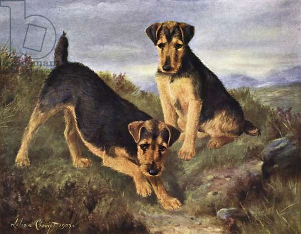 Постер Welsh Terriers Glansevin Coquette and Champion Glansevin Coda с типом исполнения На холсте без рамы