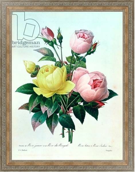 Постер Rosa Lutea and Rosa Indica, from 'Les Choix des Plus Belles Fleurs', 1827 с типом исполнения На холсте в раме в багетной раме 484.M48.310