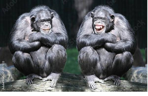Постер Два смеющихся шимпанзе  с типом исполнения На холсте без рамы