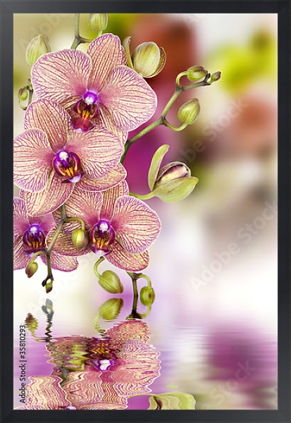 Постер Орхидеи 3 с типом исполнения На холсте в раме в багетной раме 1727.8010