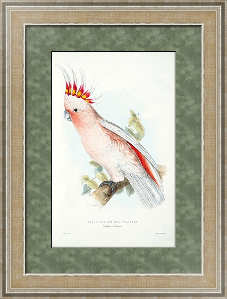 Постер Parrots by E.Lear  #2 с типом исполнения Акварель в раме в багетной раме 485.M40.584