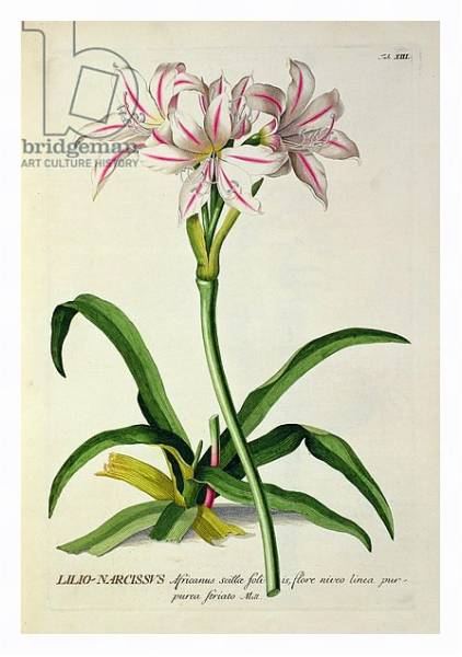 Постер Lilio-Narcissus, Africanus, from 'Plantae Selectae' by Christoph Jakob Trew, published 1750-73 с типом исполнения На холсте в раме в багетной раме 221-03