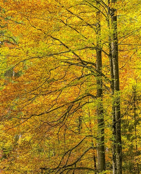 Постер Золотые осенние деревья с типом исполнения На холсте без рамы