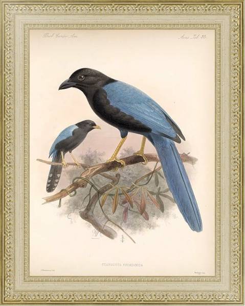 Постер Птицы J. G. Keulemans №37 с типом исполнения Акварель в раме в багетной раме 484.M48.725
