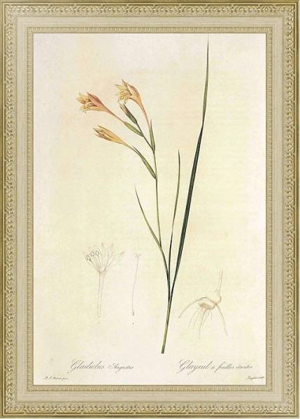 Постер Gladiolus angustus L с типом исполнения Акварель в раме в багетной раме 484.M48.725