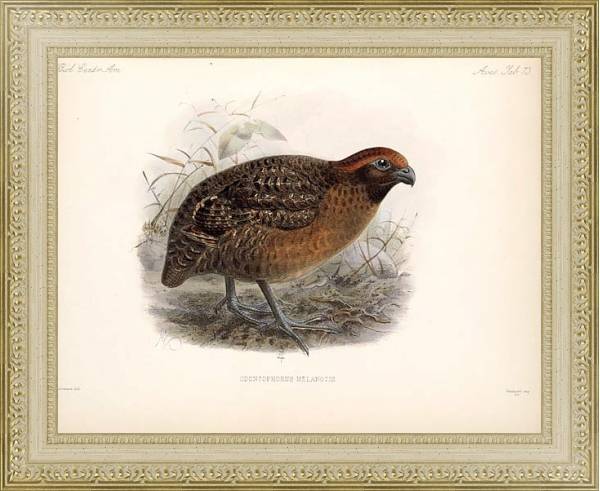 Постер Птицы J. G. Keulemans №79 с типом исполнения Акварель в раме в багетной раме 484.M48.725