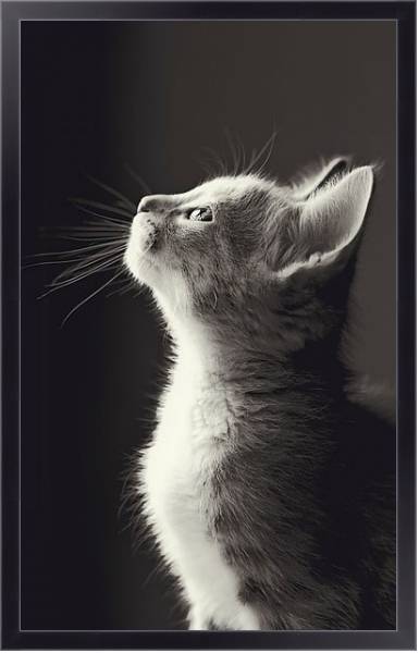 Постер Маленький серый котенок с типом исполнения На холсте в раме в багетной раме 221-01