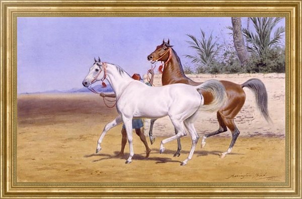 Постер Выгуливание арабских скакунов с типом исполнения На холсте в раме в багетной раме NA033.1.051